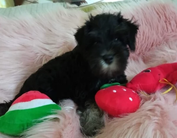 cuccioli di razza Schnauzer 