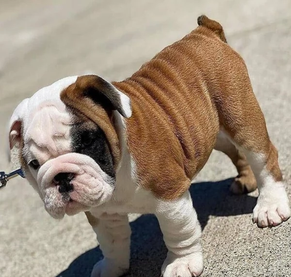 Cuccioli di Bulldog Inglese