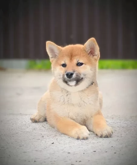 Bellissimi cuccioli di Shiba Inu 