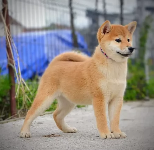Bellissimi cuccioli di Shiba Inu  | Foto 0