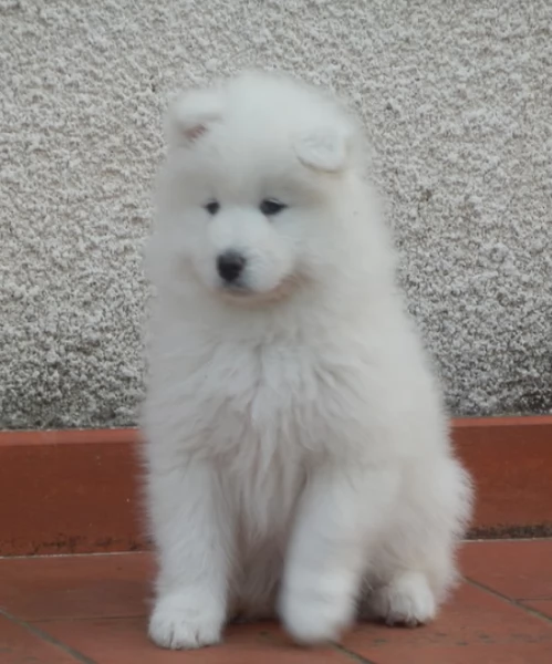 Stupenti cuccioli di samoiedo