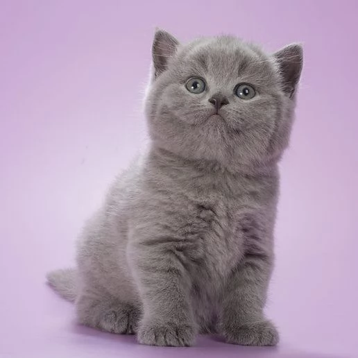 Gattini British Shorthair
