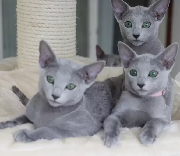 Gattini Blu di Russia