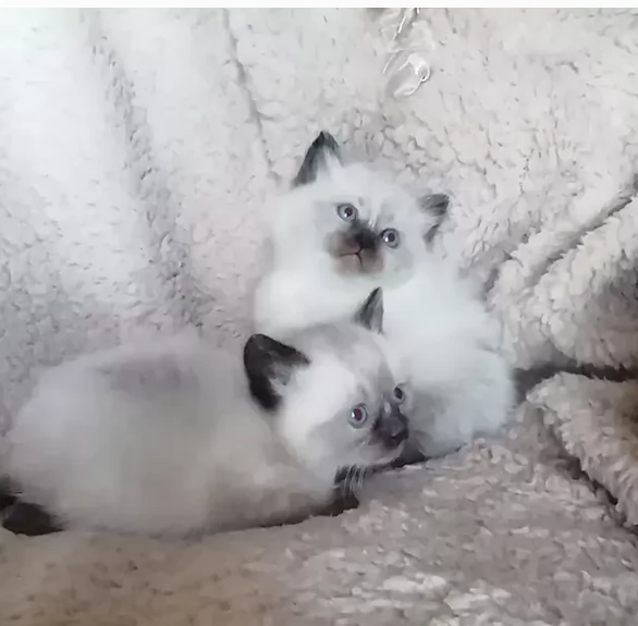 Meravigliosi gattini di Ragdoll