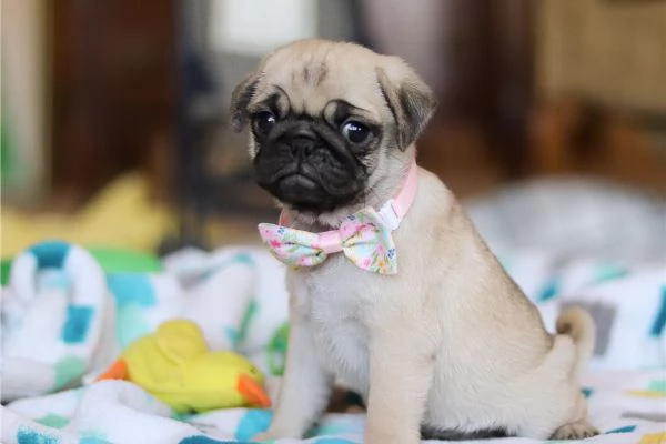 Fantastici Cuccioli Carlino