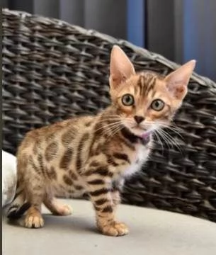 Fantastici Cuccioli Carlino | Foto 0