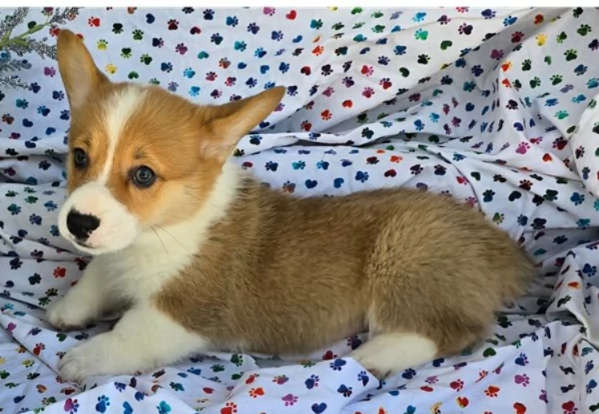 Cuccioli welsh corgi pembroke