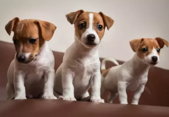 Cuccioli Jack Russell Terrier con Pedigree