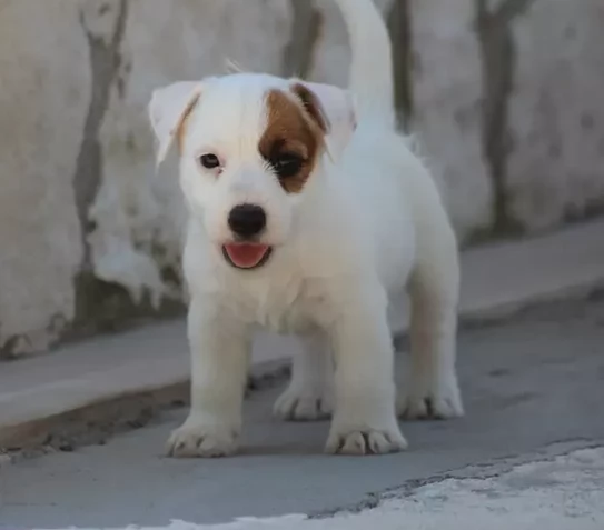 Cuccioli di jack Russell terrier