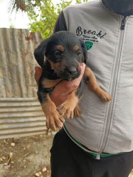 Vendo cuccioli | Foto 6