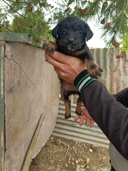 Vendo cuccioli | Foto 3