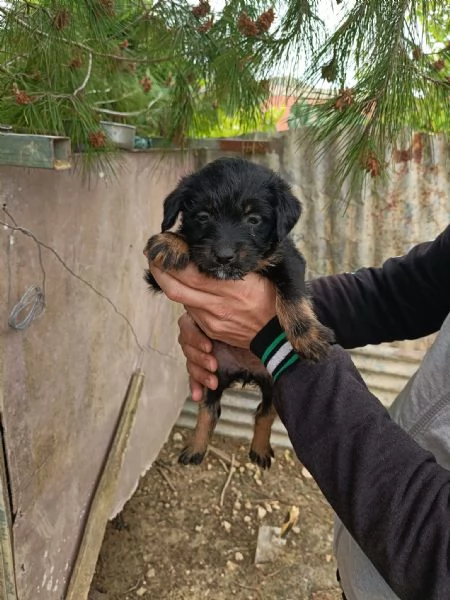 Vendo cuccioli | Foto 2