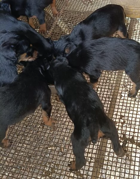 Vendo cuccioli | Foto 1