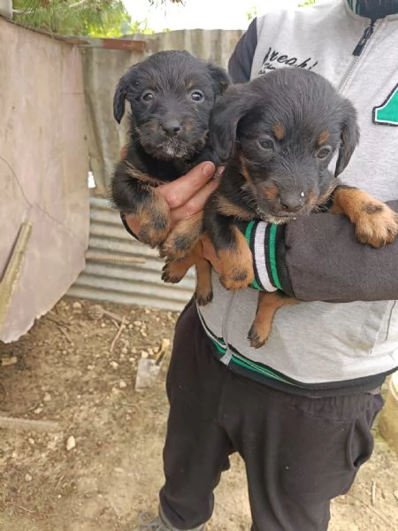 Vendo cuccioli | Foto 0