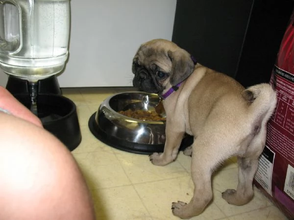 Cuccioli di Carlino | Foto 0