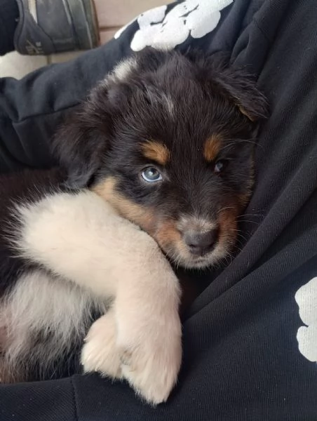 Pastore Australiano Australian Schepherd 