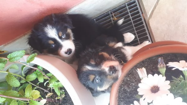 Pastore Australiano Australian Schepherd  | Foto 6