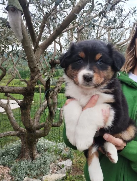 Pastore Australiano Australian Schepherd  | Foto 5