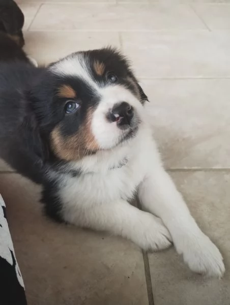 Pastore Australiano Australian Schepherd  | Foto 4