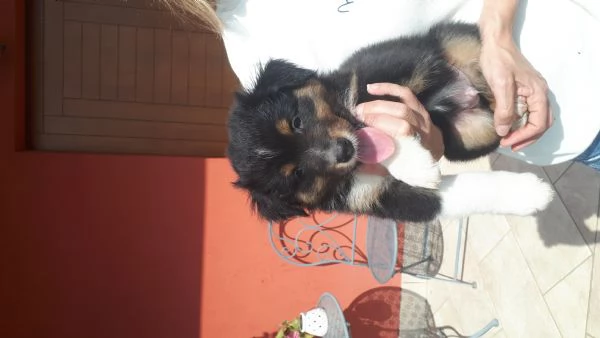 Pastore Australiano Australian Schepherd  | Foto 3