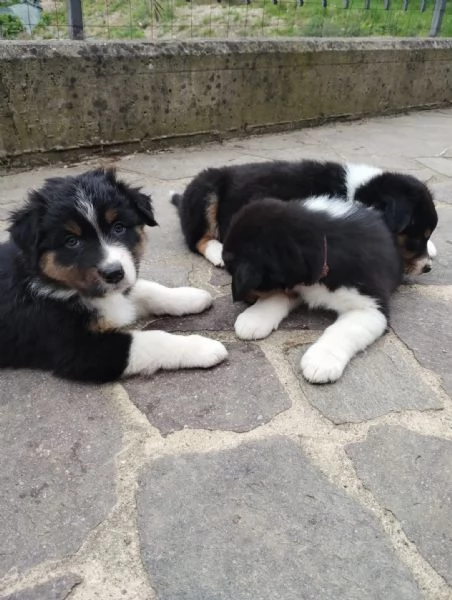 Pastore Australiano Australian Schepherd  | Foto 2