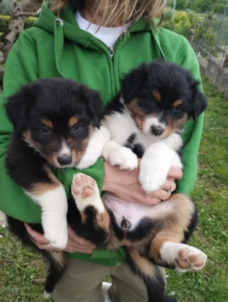 Pastore Australiano Australian Schepherd  | Foto 1