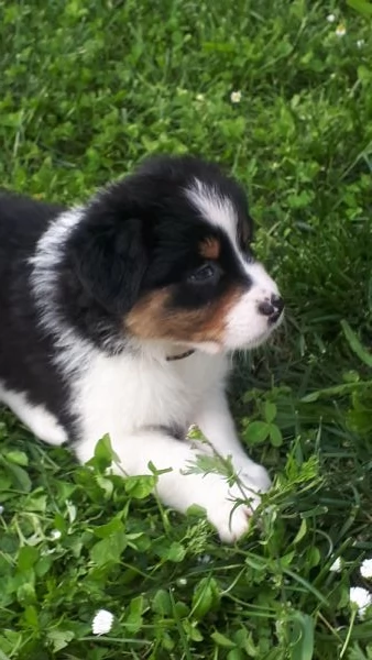 Pastore Australiano Australian Schepherd  | Foto 0