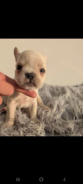 Bulldog francese cuccioli blu | Foto 2