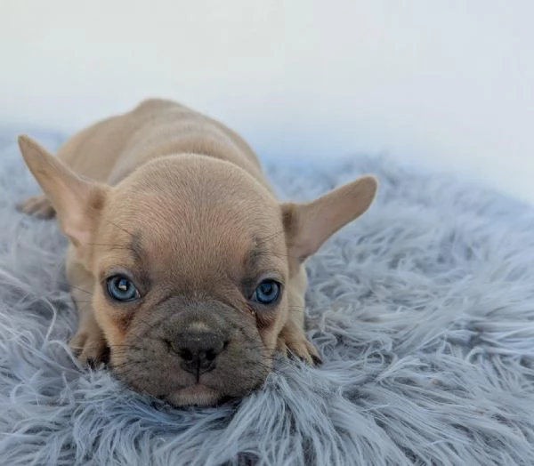 Bulldog francese cuccioli blu | Foto 1