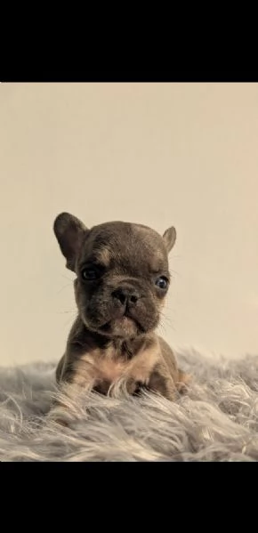 Bulldog francese cuccioli blu | Foto 0