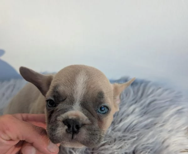 Bulldog francese cuccioli blu