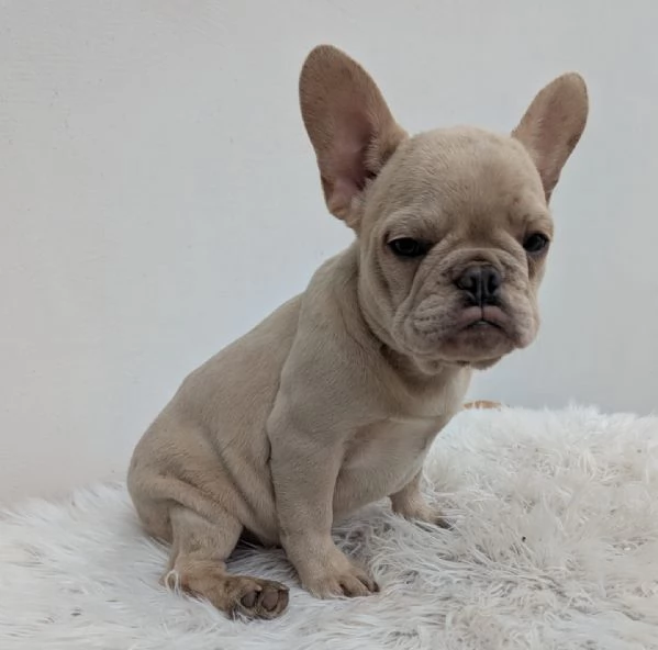 Bulldog francese maschio crema | Foto 3