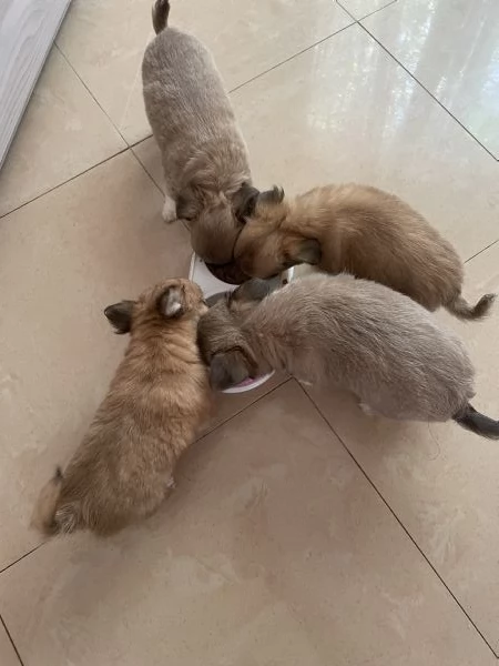 Splendidi cuccioli chihuahua pelo lungo 