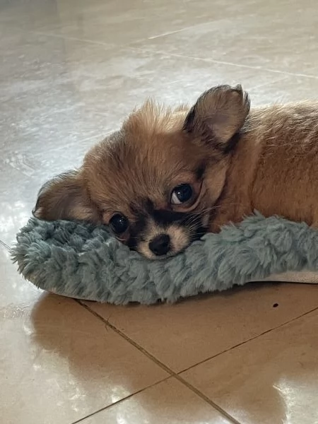 Splendidi cuccioli chihuahua pelo lungo  | Foto 6