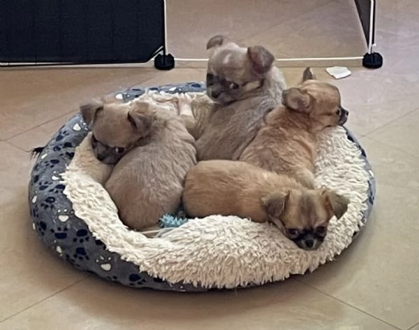 Splendidi cuccioli chihuahua pelo lungo  | Foto 5