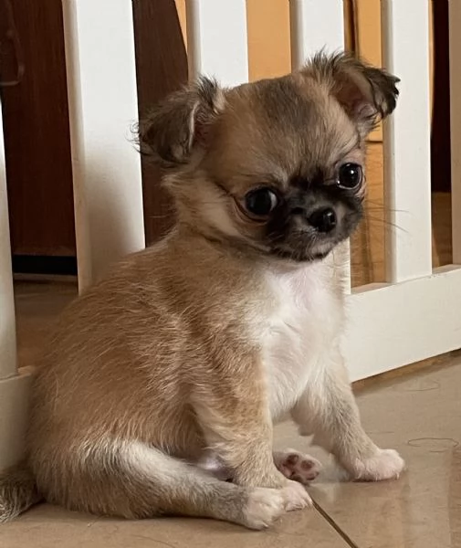 Splendidi cuccioli chihuahua pelo lungo  | Foto 1