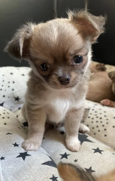 Splendidi cuccioli chihuahua pelo lungo  | Foto 0