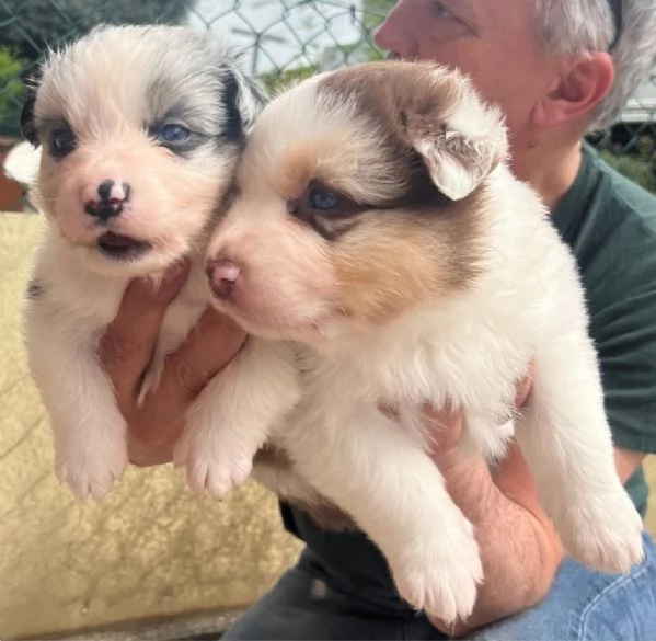 Cuccioli Australian shepherd PASTORE AUSTRALIANO