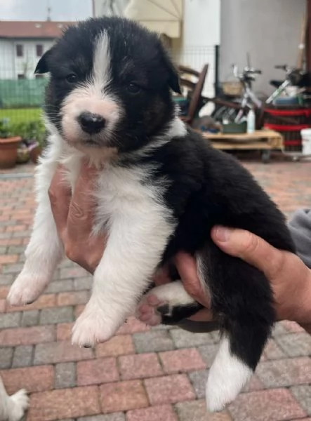 Cuccioli Australian shepherd PASTORE AUSTRALIANO | Foto 4