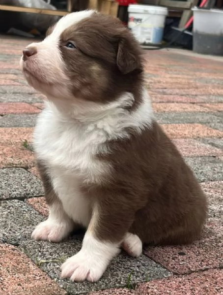 Cuccioli Australian shepherd PASTORE AUSTRALIANO | Foto 3