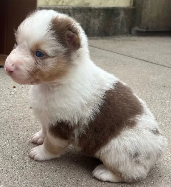 Cuccioli Australian shepherd PASTORE AUSTRALIANO | Foto 2