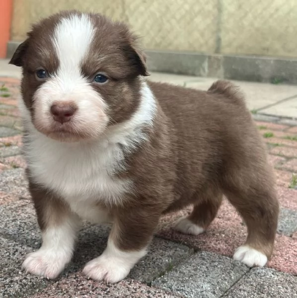Cuccioli Australian shepherd PASTORE AUSTRALIANO | Foto 1