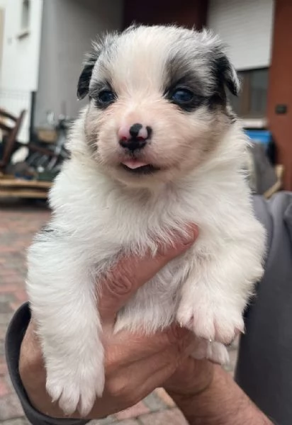 Cuccioli Australian shepherd PASTORE AUSTRALIANO | Foto 0