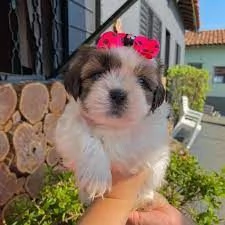 Splendidi cuccioli di Shih Tzu in vendita