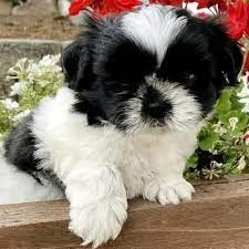 Splendidi cuccioli di Shih Tzu in vendita | Foto 0