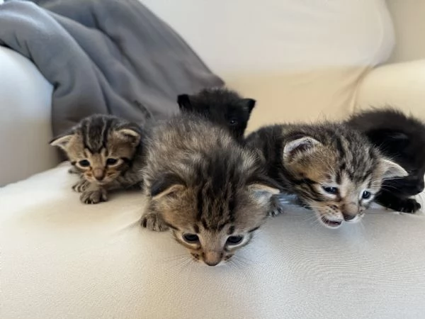 Gatti Mici cercano casa