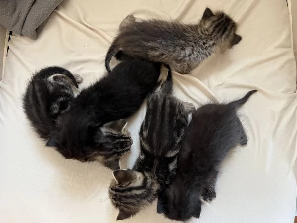 Gatti Mici cercano casa | Foto 1