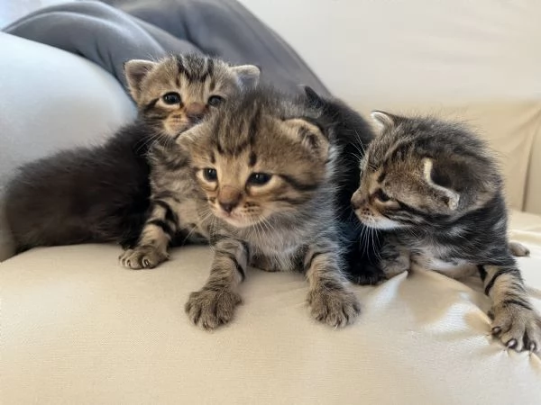 Gatti Mici cercano casa | Foto 0