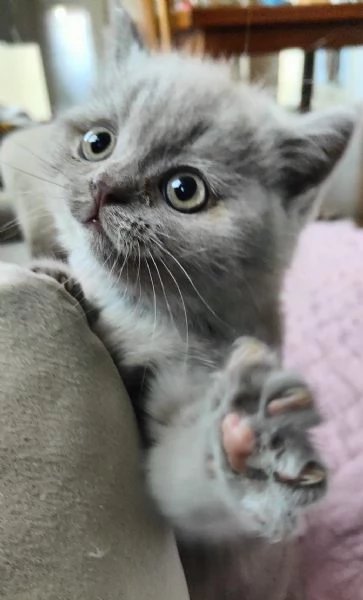 Gattini Scottish Fold e Straight Alta genealogia