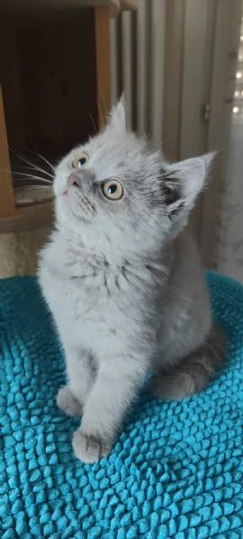 Gattini Scottish Fold e Straight Alta genealogia | Foto 3